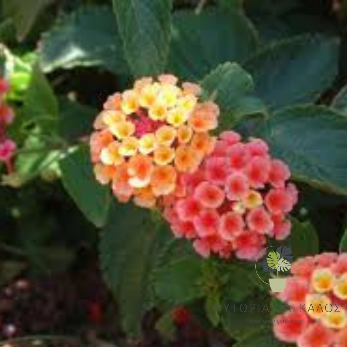 Λαντάνα (Lantana montevidensis) – Πολύχρωμο Ανθοφόρο Φυτό - 2